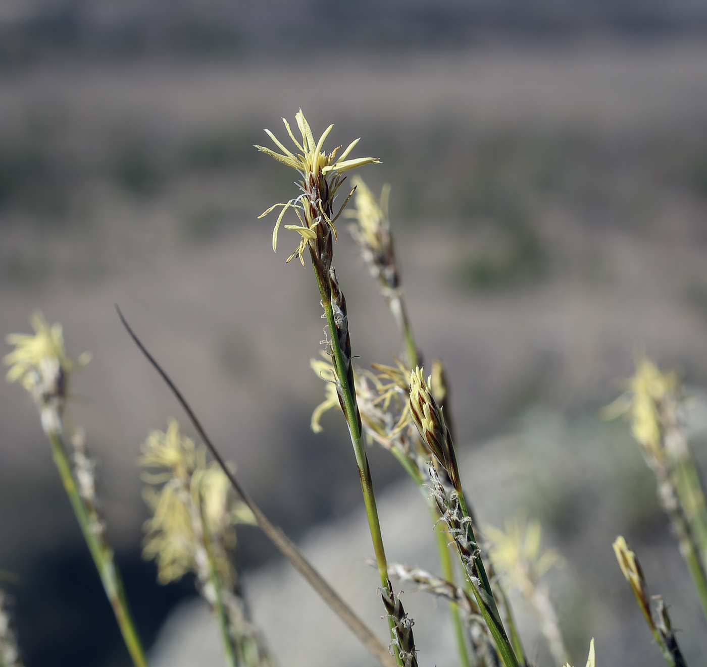 Image of genus Carex specimen.