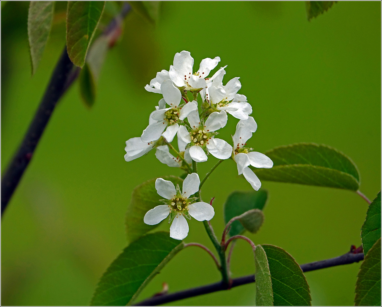 Image of Amelanchier spicata specimen.