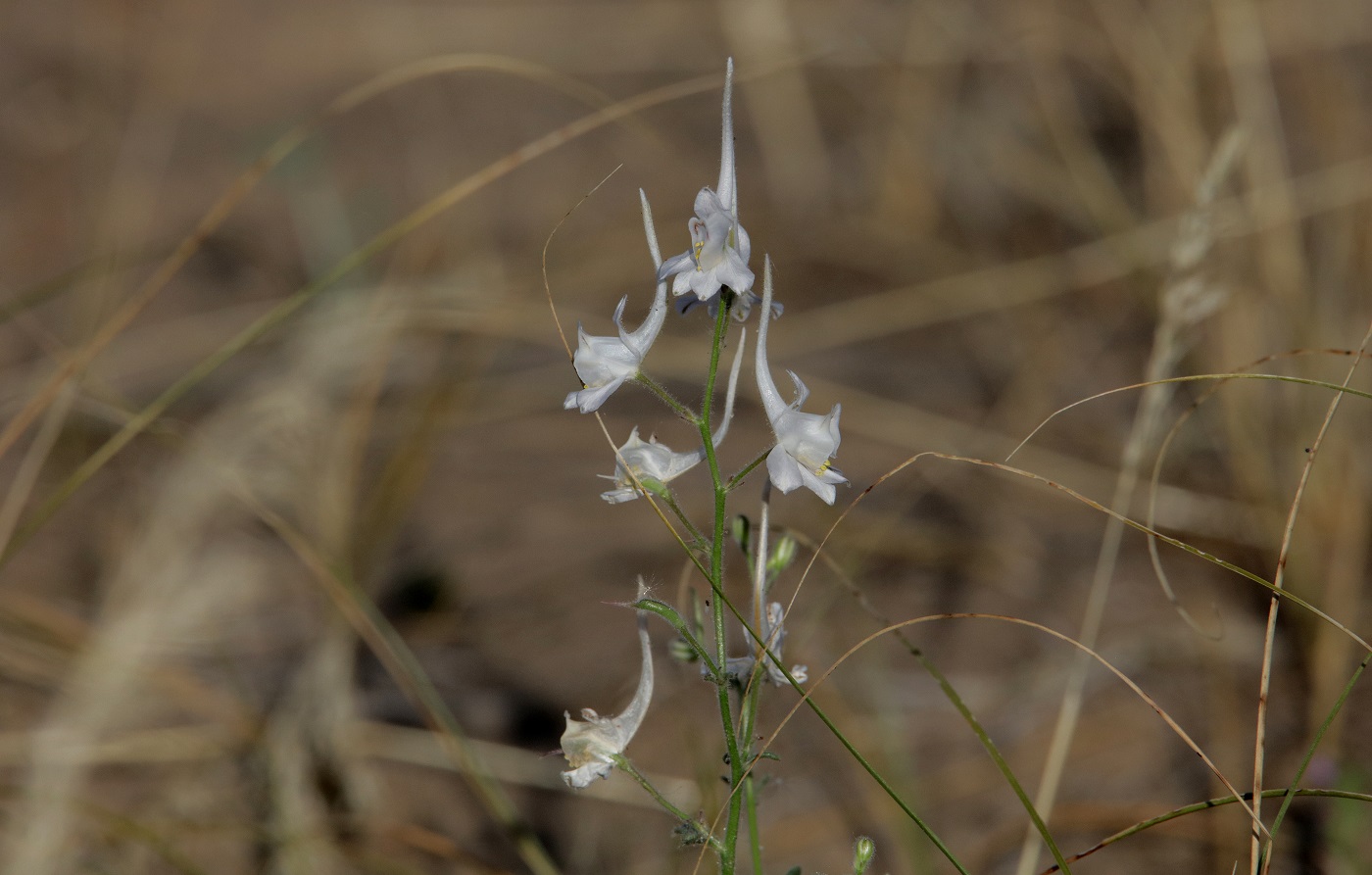 Image of Delphinium camptocarpum specimen.