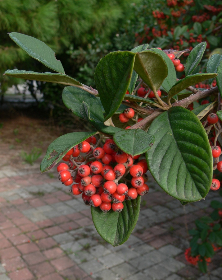 Image of genus Cotoneaster specimen.