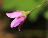 Cortusa discolor. Цветок (вид со стороны чашечки). Приморский край, окр. г. Дальнегорска, падь Партизанская, по ручью среди выходов известняков. 11.06.2022.