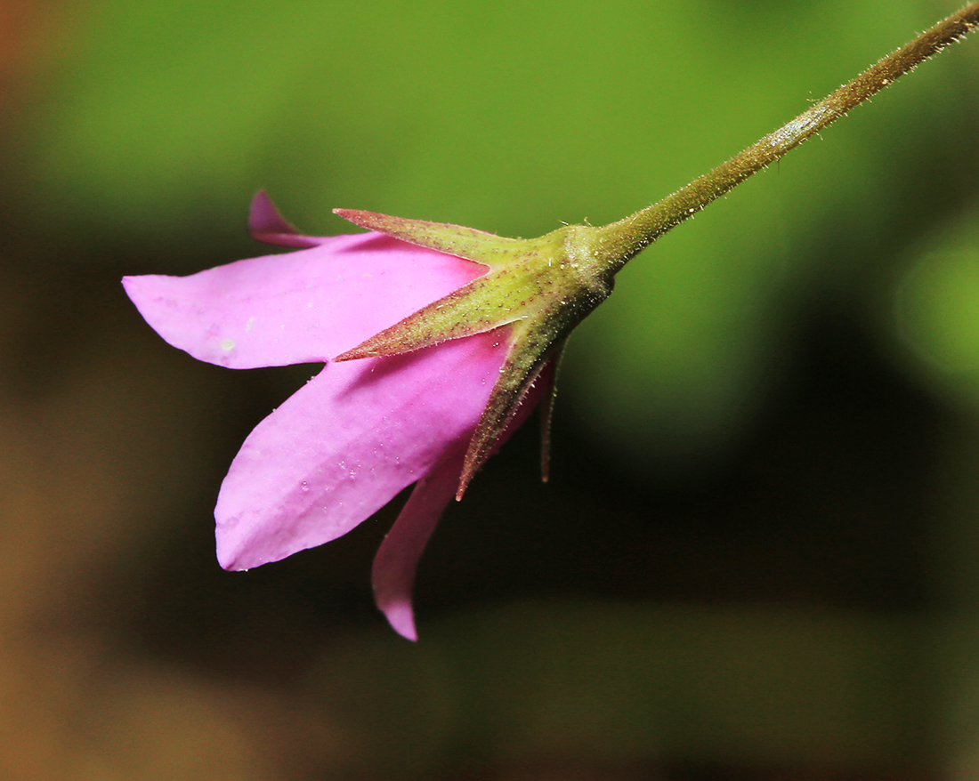 Image of Cortusa discolor specimen.