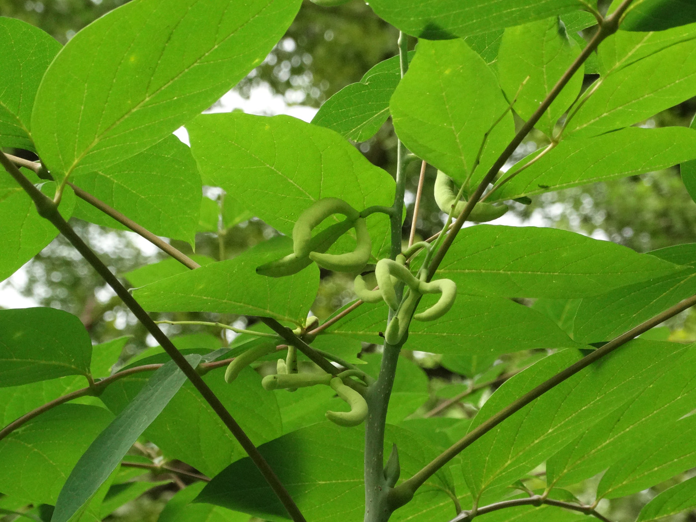 Image of Decaisnea insignis specimen.