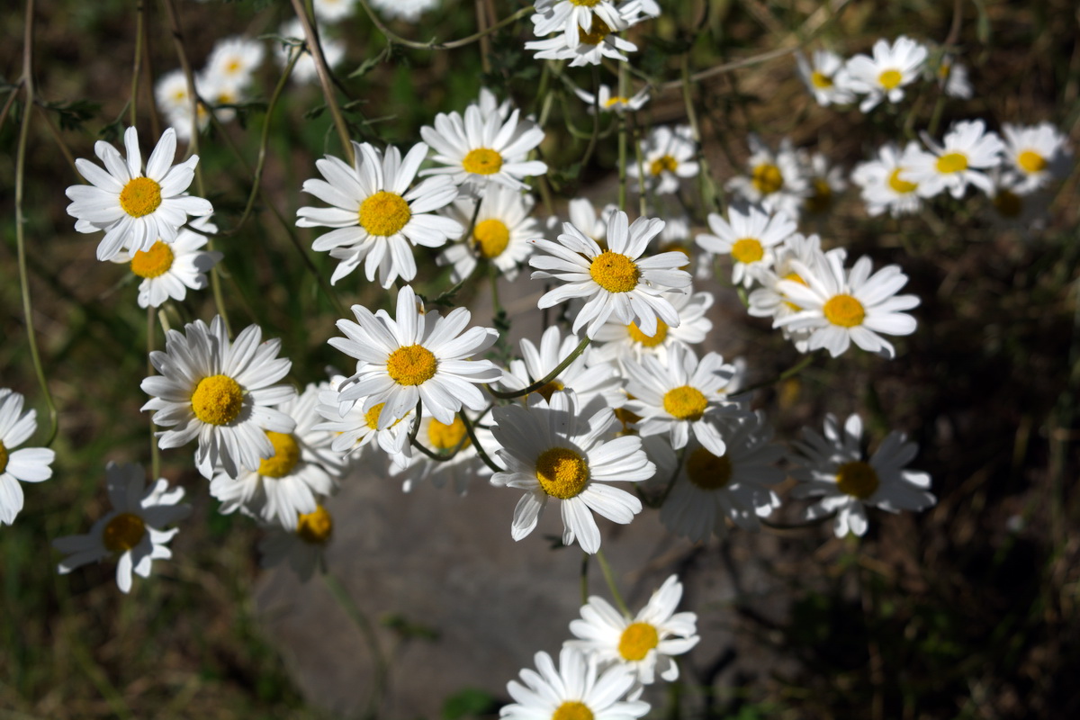 Изображение особи род Pyrethrum.