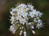 Allium pskemense