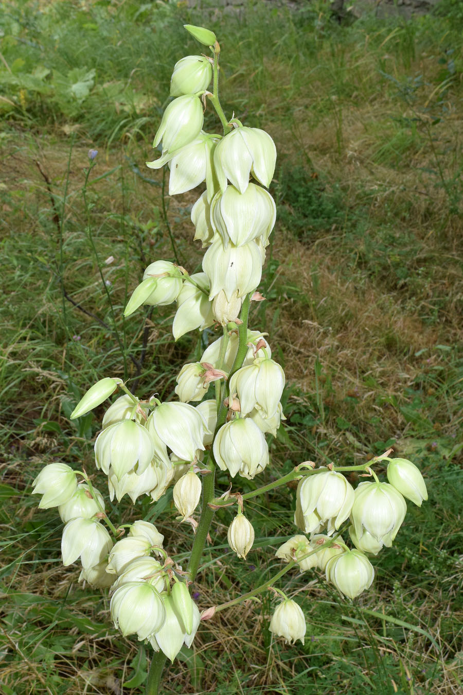 Image of genus Yucca specimen.