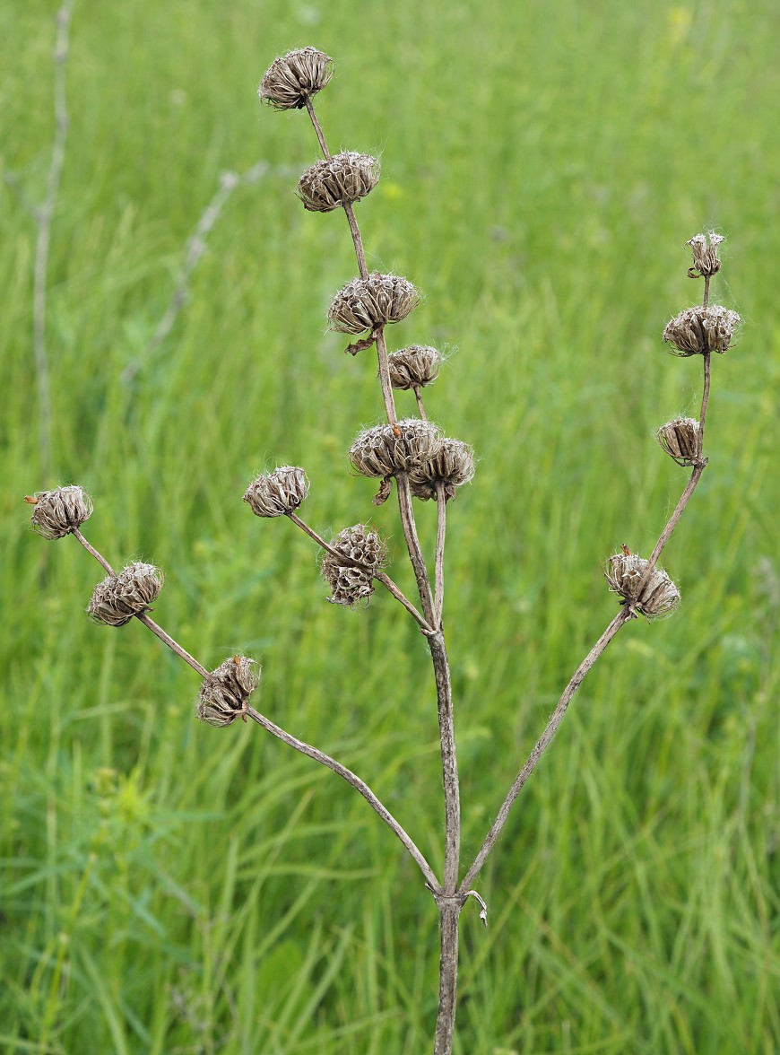 Image of Phlomoides tuberosa specimen.