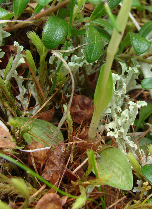 Изображение особи Goodyera repens.