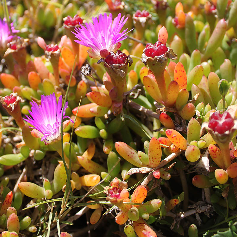 Image of Disphyma crassifolium ssp. clavellatum specimen.