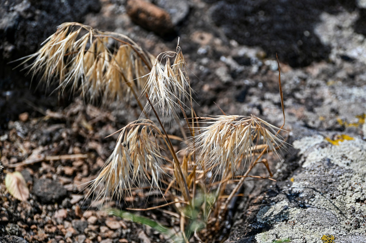 Изображение особи Anisantha tectorum.