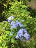 Plumbago auriculata. Верхушки побегов с соцветиями. Таиланд, о. Пхукет, территория отеля, в культуре. 03.03.2019.