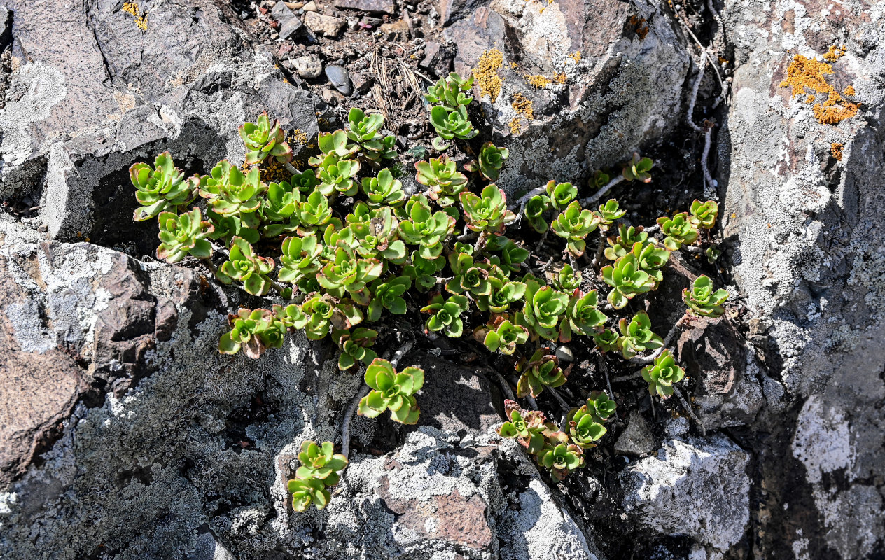 Изображение особи Sedum oppositifolium.