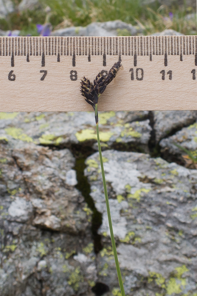 Image of Carex acrifolia specimen.