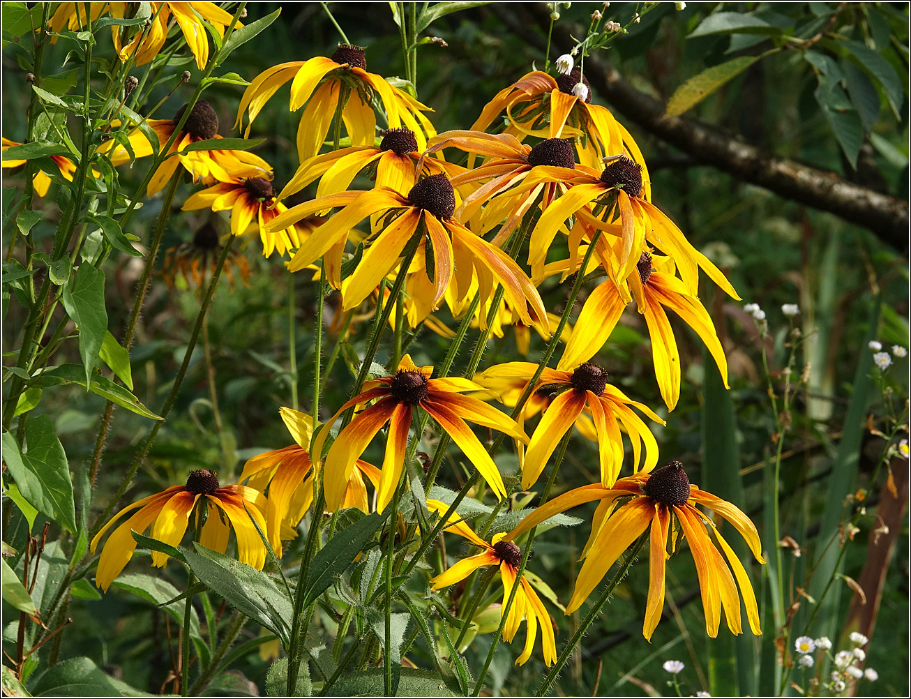 Image of Rudbeckia hirta specimen.