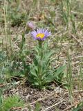 Aster alpinus. Цветущее растение. Иркутская обл., Усть-Ордынский р-н, окр. пгт Усть-Орда, степь, склон холма. 08.06.2022.