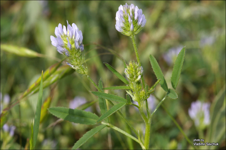 Изображение особи Trigonella procumbens.