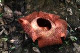 Rafflesia arnoldi. Цветок. Малайзия, губернаторство Сабах, подножие горы Кинабалу, лес. 22.02.2013.
