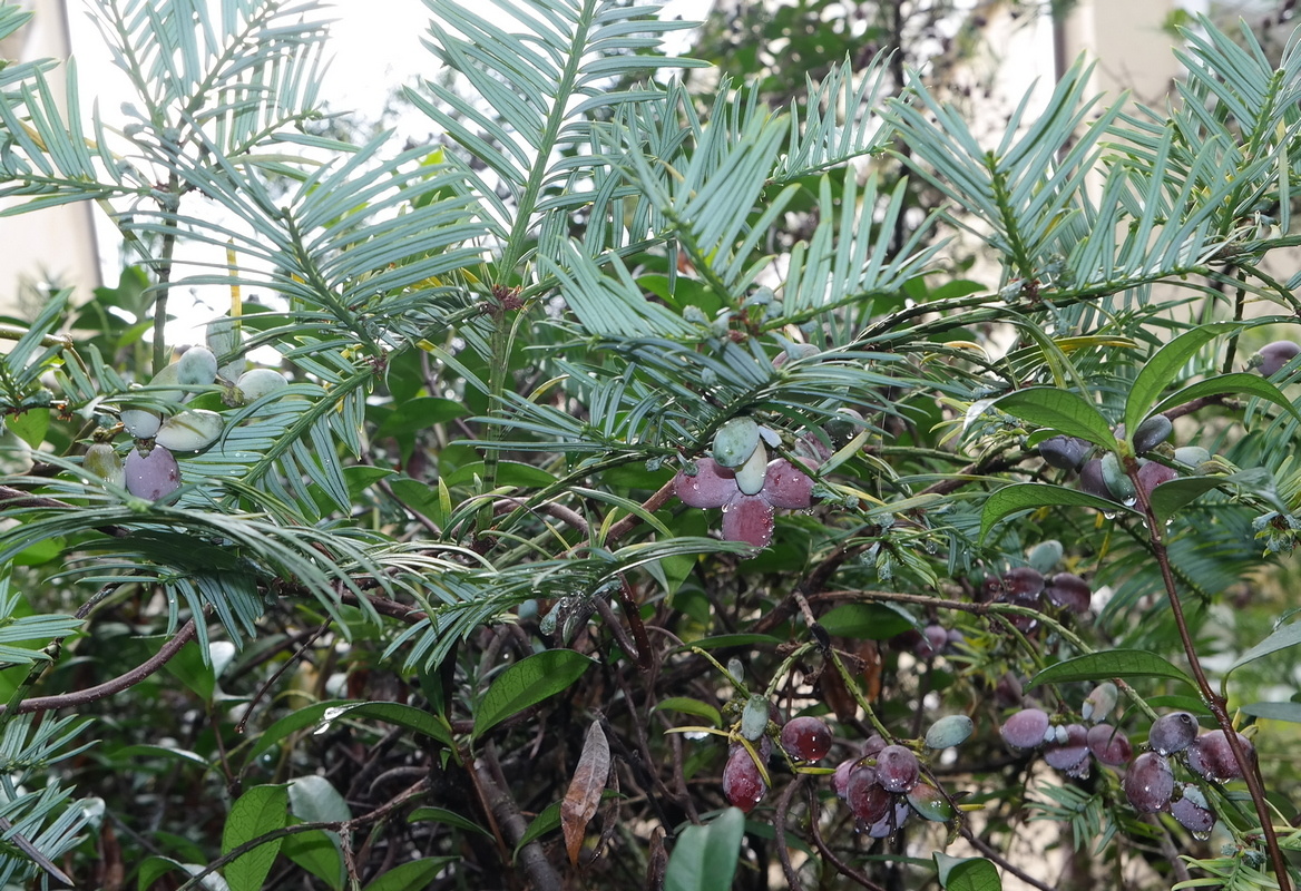 Image of Cephalotaxus harringtonia var. drupacea specimen.