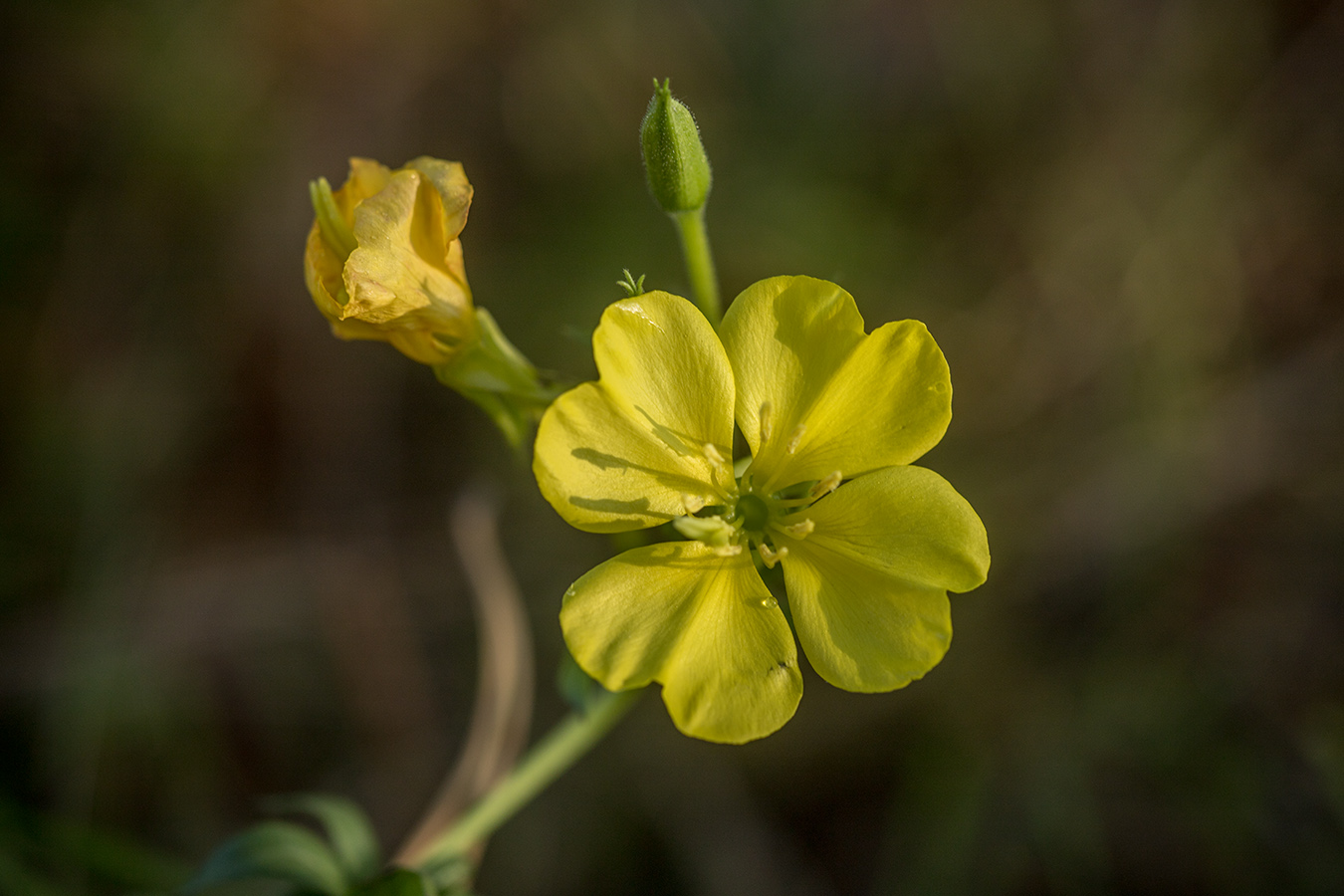 Изображение особи род Oenothera.