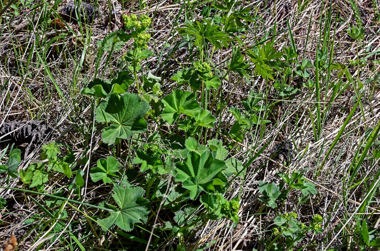 Изображение особи род Alchemilla.