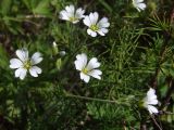 Cerastium arvense