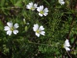 Cerastium arvense