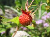 Fragaria vesca