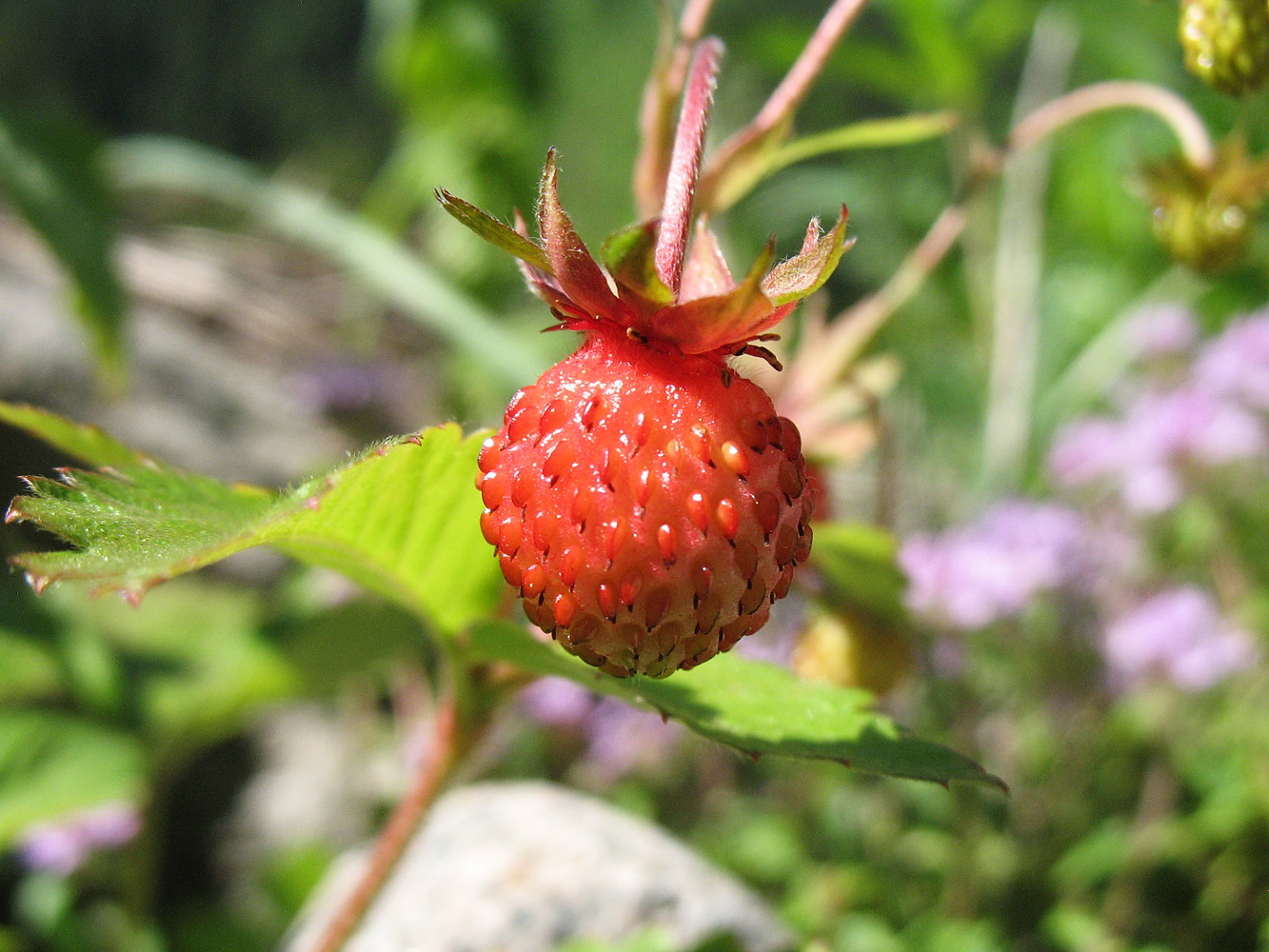 Изображение особи Fragaria vesca.