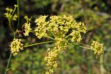 Peucedanum longifolium. Соцветие. Краснодарский край, окр. г. Сочи, ур. Орлиные скалы, обрывистый выход осадочных пород, редколесье сосны пицундской (Pinus pityusa). 09.09.2022.