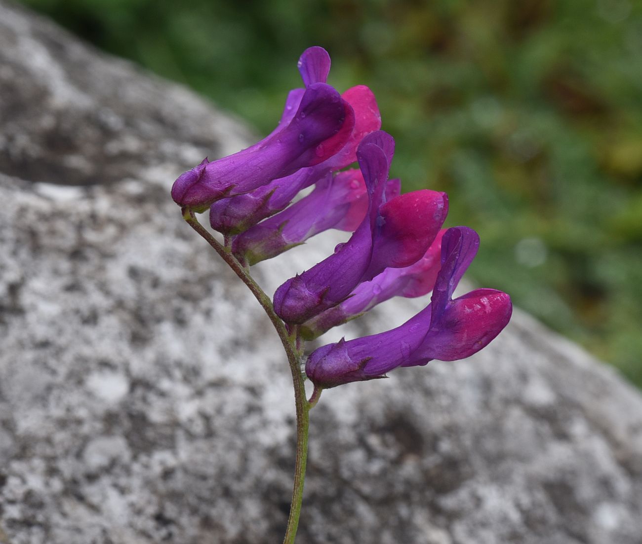 Изображение особи Vicia alpestris.