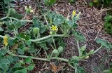 Ecballium elaterium