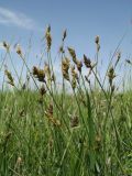 Carex dimorphotheca. Верхушки генеративных побегов. Казахстан, Жамбылская обл., Жуалынский р-н, Юго-Восточный (Малый) Каратау, окр. вдхр. Терс-Ащибулак, берег ручья Ащибулак, солоноватая степь. 25 мая 2022 г.