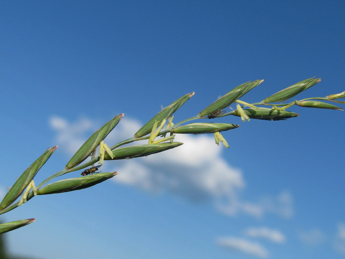 Image of Elytrigia repens specimen.