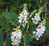 Galega officinalis