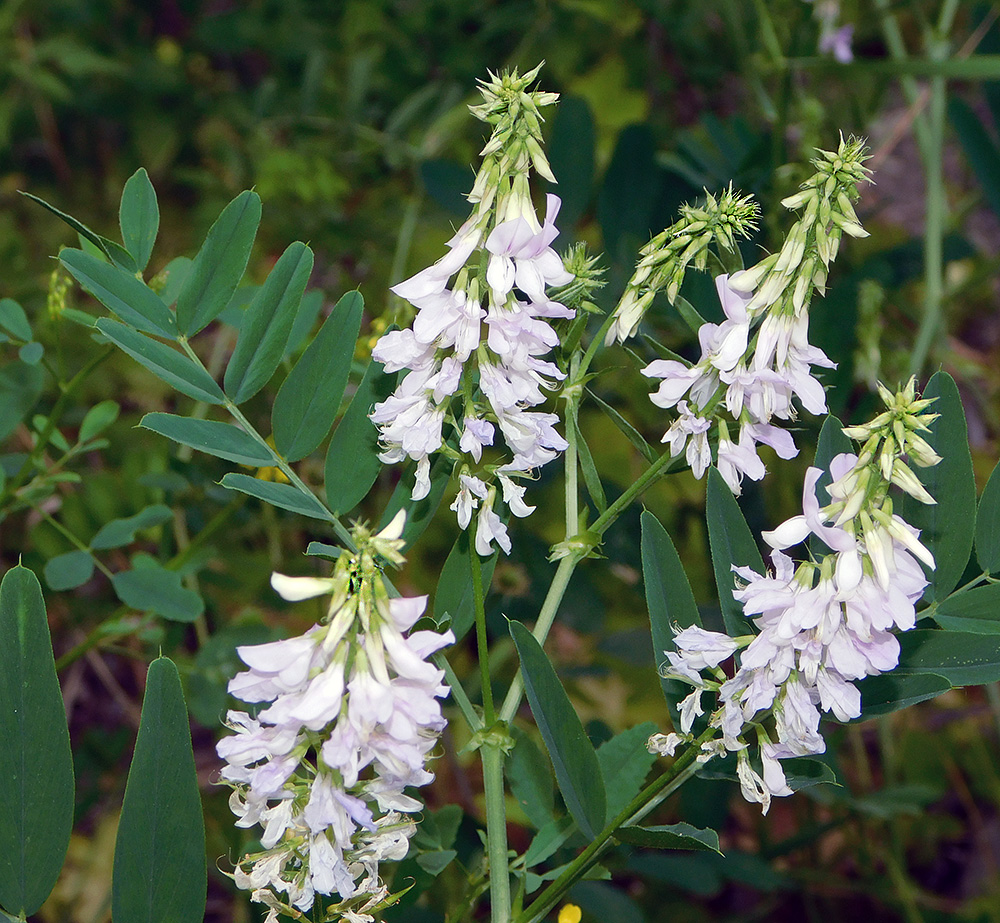 Изображение особи Galega officinalis.