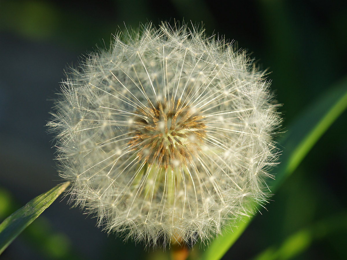 Изображение особи род Taraxacum.