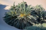 Phoenix dactylifera. Кроны цветущих растений, частично засыпанных песком (справа видны ветви Tamarix). Египет, мухафаза Вади-эль-Гедид, национальный парк \"Белая пустыня\", песчаная пустыня. 30.04.2023.