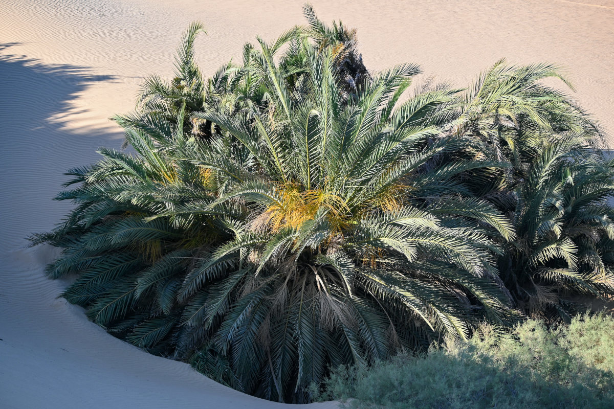 Image of Phoenix dactylifera specimen.