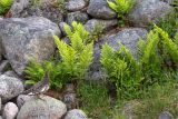 Dryopteris assimilis