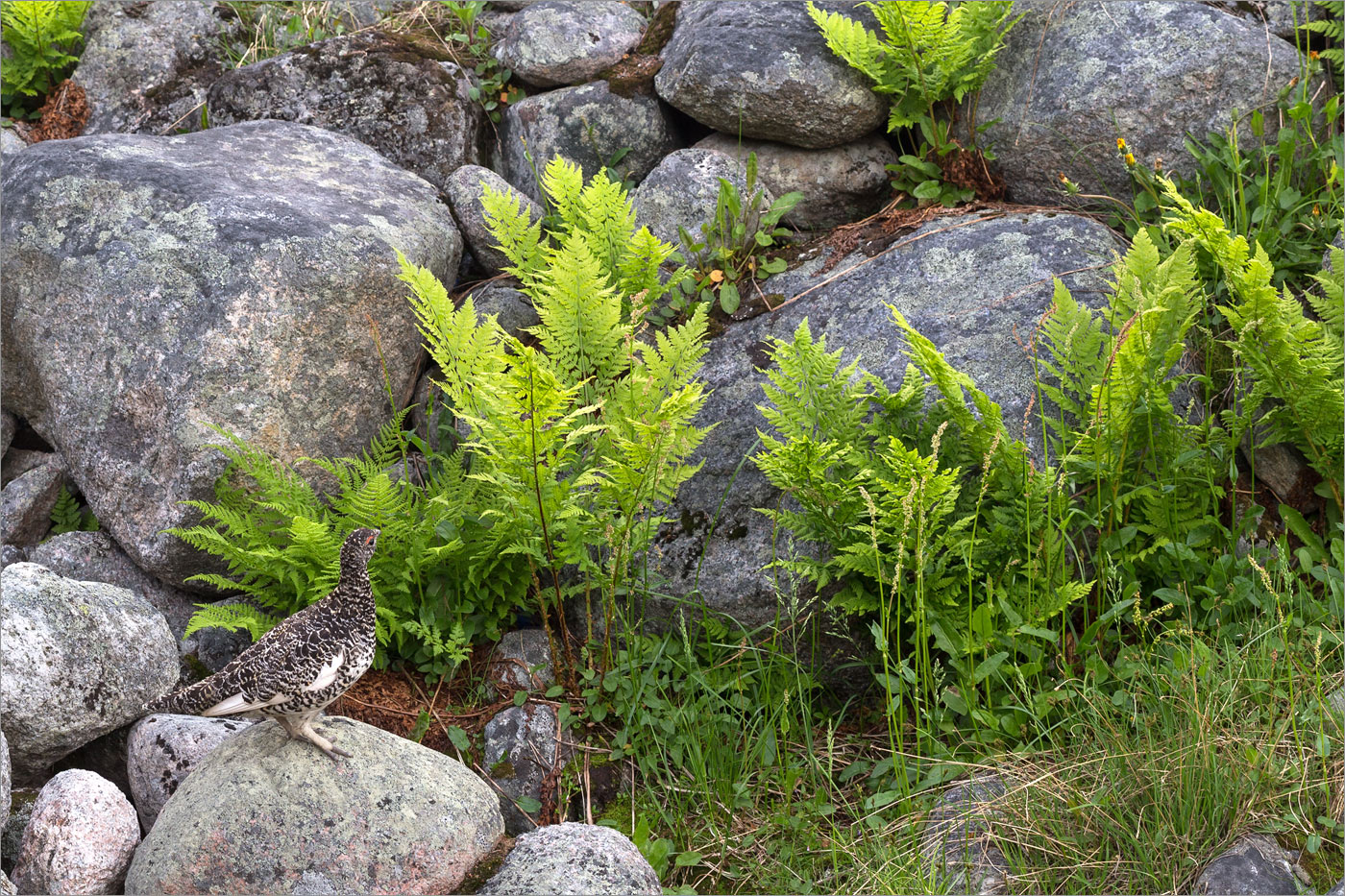 Image of Dryopteris assimilis specimen.