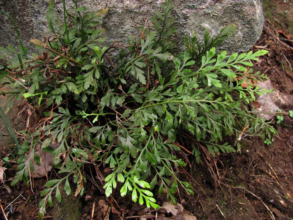 Image of Asplenium &times; souchei specimen.