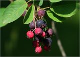 Amelanchier spicata