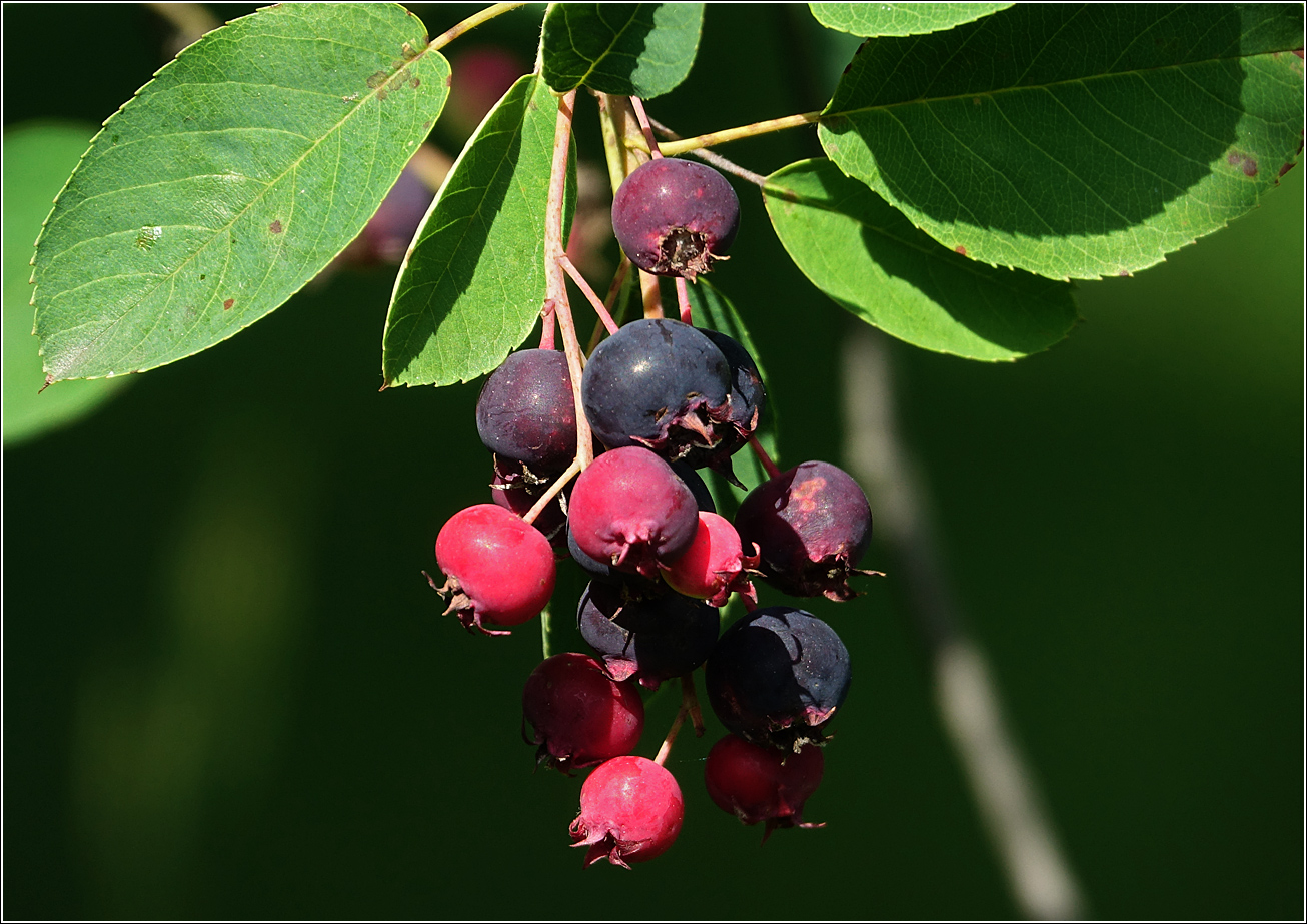 Image of Amelanchier spicata specimen.