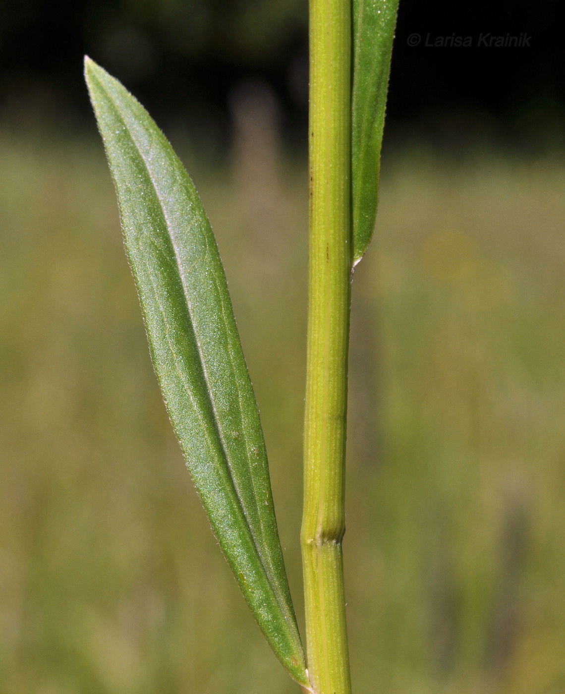 Image of Turczaninowia fastigiata specimen.