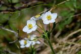 Anemonastrum crinitum