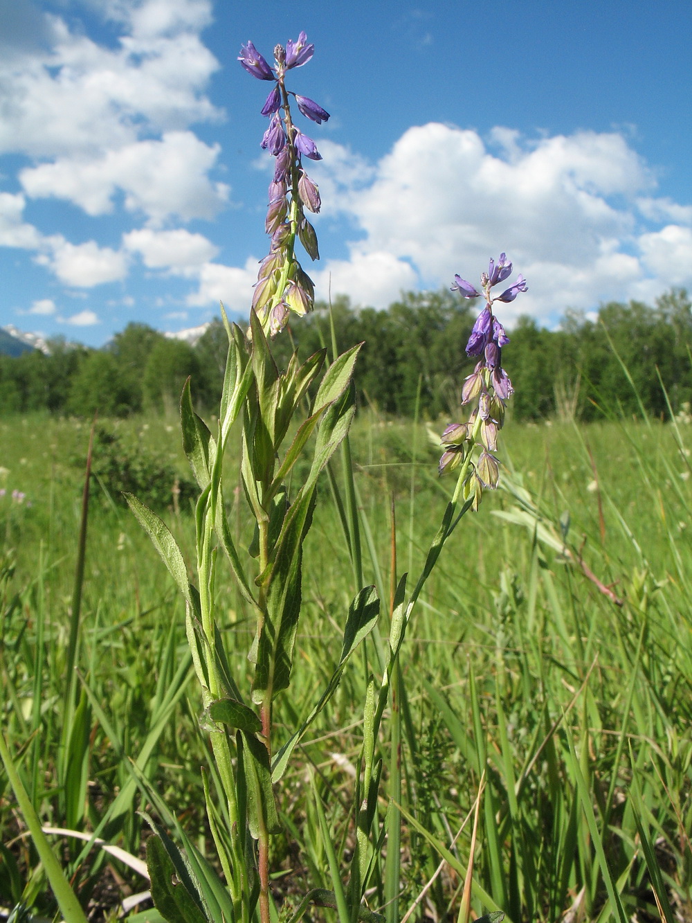 Image of Polygala comosa specimen.