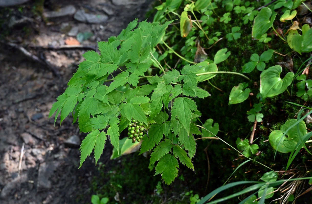 Изображение особи Actaea erythrocarpa.