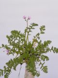 Erodium cicutarium