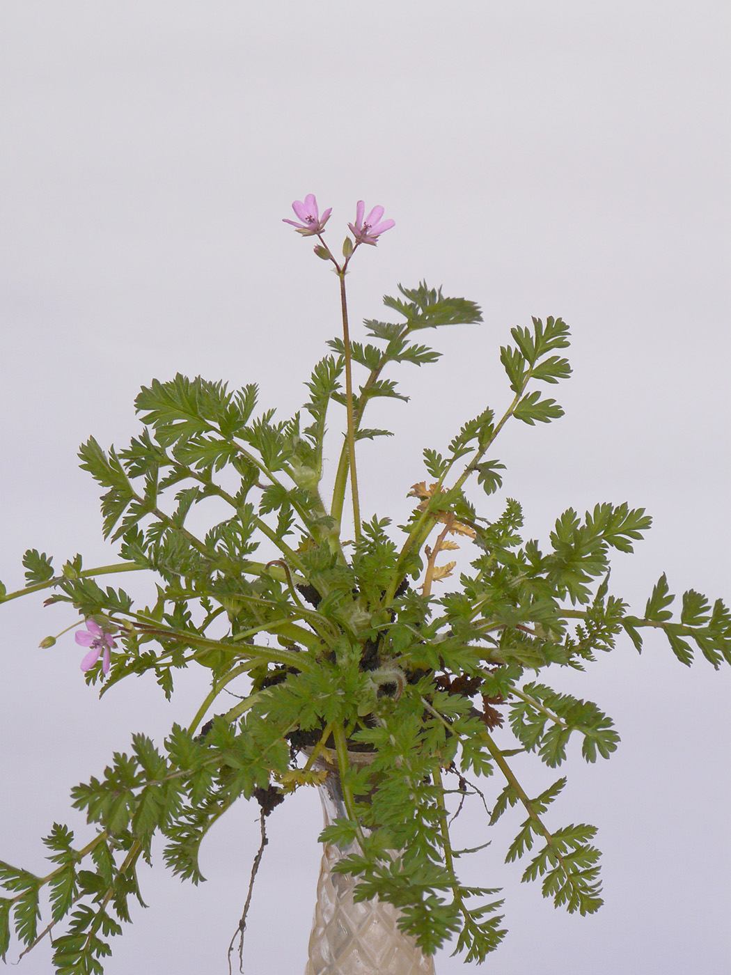 Изображение особи Erodium cicutarium.