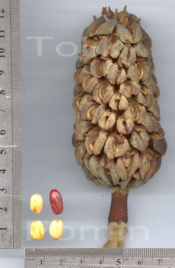 Image of Magnolia grandiflora specimen.